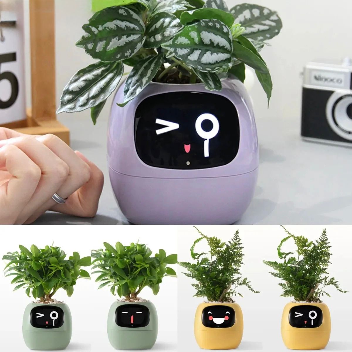 "Transform Your Home Into a Lively Oasis"